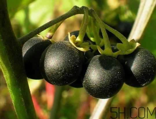 龍葵果多少錢(qián)一斤 龍葵果是什么 龍葵果多少錢(qián)一斤 龍葵果是什么