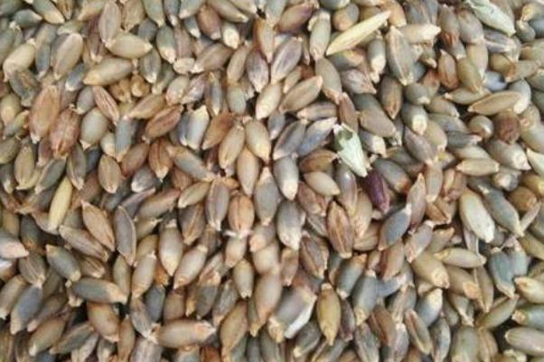 青稞米和大米可以一起煮飯 青稞米什么顏色的好 青稞米和大米可以一起煮飯 青稞米什么顏色的好