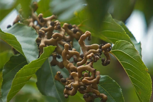 拐棗多少錢一斤 拐棗是水果嗎 拐棗多少錢一斤 拐棗是水果嗎