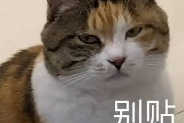 不要貼貼是什么意思梗 貼貼變密接是什么意思 不要貼貼是什么意思梗 貼貼變密接是什么意思