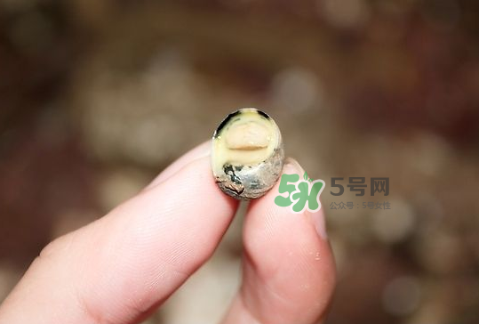 海螺多少錢一斤 海螺要煮多長時間 海螺多少錢一斤 海螺要煮多長時間