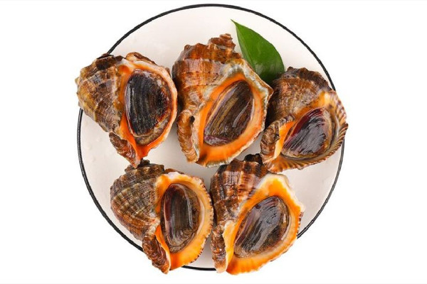 大海螺哪個部位不能吃 大海螺肝臟可以吃嗎 大海螺哪個部位不能吃 大海螺肝臟可以吃嗎