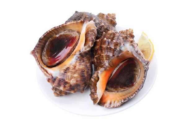 大海螺可以冷凍儲(chǔ)存嗎 大海螺買回來怎么保存