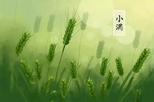 小滿節(jié)氣是幾月幾日 小滿節(jié)氣的含義是什么 小滿節(jié)氣是幾月幾日 小滿節(jié)氣的含義是什么