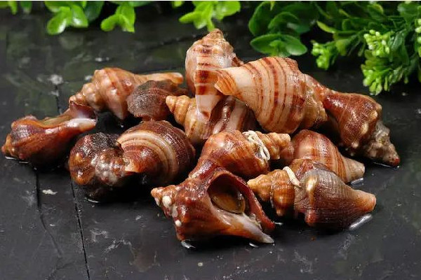 大海螺尾巴是黃還是屎 大海螺尾部黑色的可以吃嗎 大海螺尾巴是黃還是屎 大海螺尾部黑色的可以吃嗎