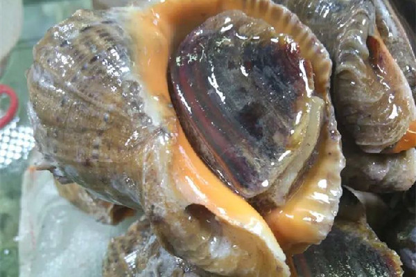 海螺什么季節(jié)吃最好 海螺有哪些品種 海螺什么季節(jié)吃最好 海螺有哪些品種