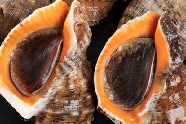 大海螺哪個部位不能吃 大海螺肝臟可以吃嗎 大海螺哪個部位不能吃 大海螺肝臟可以吃嗎