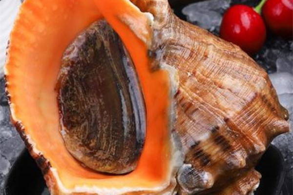 大海螺要吐沙子嗎 大海螺怎么吐沙子干凈 大海螺要吐沙子嗎 大海螺怎么吐沙子干凈