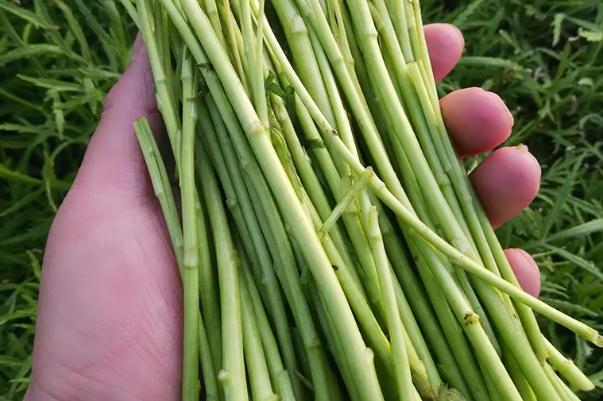 藜蒿怎么保存長(zhǎng)久 藜蒿的葉子可以吃嗎 藜蒿怎么保存長(zhǎng)久 藜蒿的葉子可以吃嗎