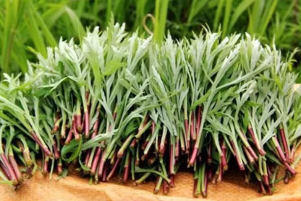 藜蒿怎么做好吃 藜蒿和茼蒿有什么區(qū)別 藜蒿怎么做好吃 藜蒿和茼蒿有什么區(qū)別