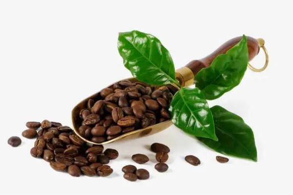 咖啡豆哪個牌子好喝 咖啡豆是什么樹的果實