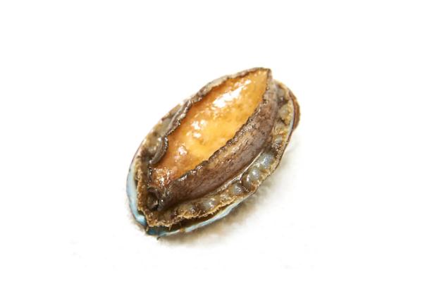 鮑魚(yú)的熱量 鮑魚(yú)有寄生蟲(chóng)嗎 鮑魚(yú)的熱量 鮑魚(yú)有寄生蟲(chóng)嗎