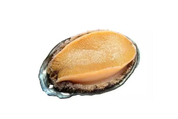 鮑魚要放冰箱嗎 鮑魚要殺一下嗎 鮑魚要放冰箱嗎 鮑魚要殺一下嗎