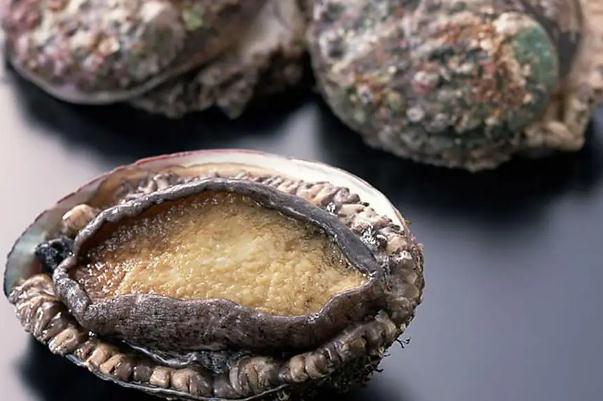 鮑魚(yú)的熱量 鮑魚(yú)有寄生蟲(chóng)嗎 鮑魚(yú)的熱量 鮑魚(yú)有寄生蟲(chóng)嗎