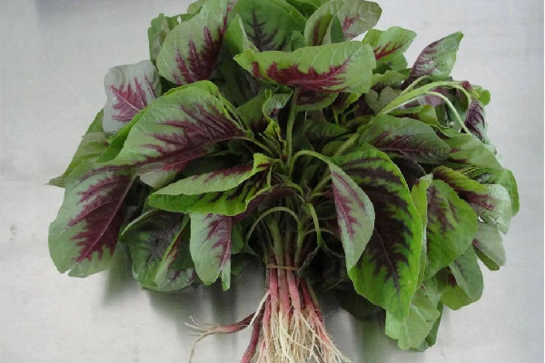 紅莧菜可以補(bǔ)血嗎 紅莧菜適合什么人吃