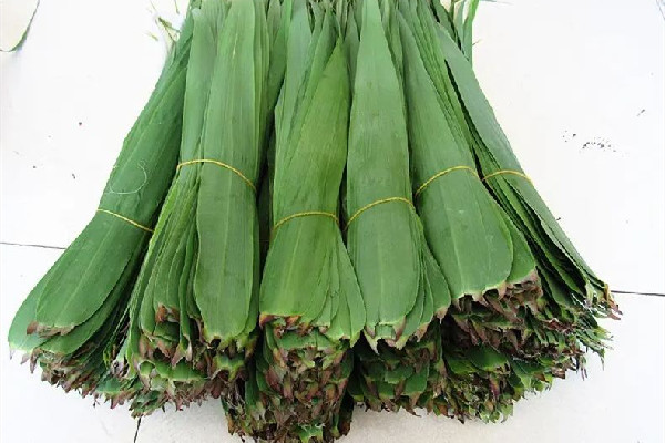 粽葉是新鮮的好還是干的好 粽葉買回來(lái)怎么處理 粽葉是新鮮的好還是干的好 粽葉買回來(lái)怎么處理