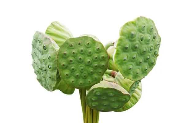 蓮蓬是長(zhǎng)在荷花里面的嗎 蓮蓬是荷花謝了以后長(zhǎng)出來的嗎