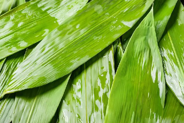 粽葉怎么處理才能包粽子 粽葉需要煮多久才能用 粽葉怎么處理才能包粽子 粽葉需要煮多久才能用