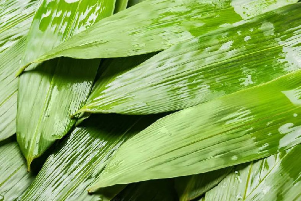 粽葉和蘆葦葉哪個(gè)包粽子更好 粽葉用過一次還能用嗎 粽葉和蘆葦葉哪個(gè)包粽子更好 粽葉用過一次還能用嗎