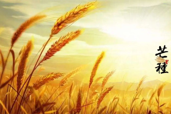 芒種要吃餃子嗎 芒種吃什么傳統(tǒng)食物 芒種要吃餃子嗎 芒種吃什么傳統(tǒng)食物