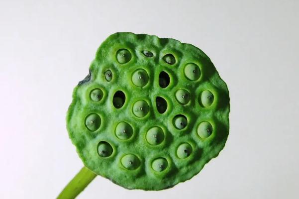 蓮蓬是長(zhǎng)在荷花里面的嗎 蓮蓬是荷花謝了以后長(zhǎng)出來的嗎