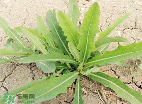 苦菜多少錢一斤 苦菜的功效和作用 苦菜多少錢一斤 苦菜的功效和作用