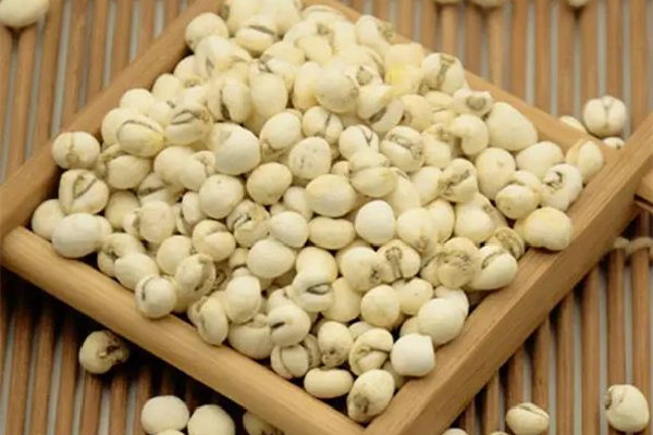 川貝可以和枇杷一起蒸嗎 川貝和什么煮治咳嗽 川貝可以和枇杷一起蒸嗎 川貝和什么煮治咳嗽