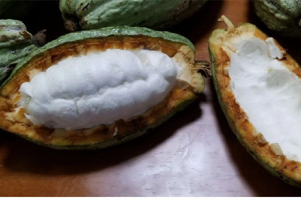 可可果是咖啡豆嗎 可可果和咖啡豆的區(qū)別 可可果是咖啡豆嗎 可可果和咖啡豆的區(qū)別