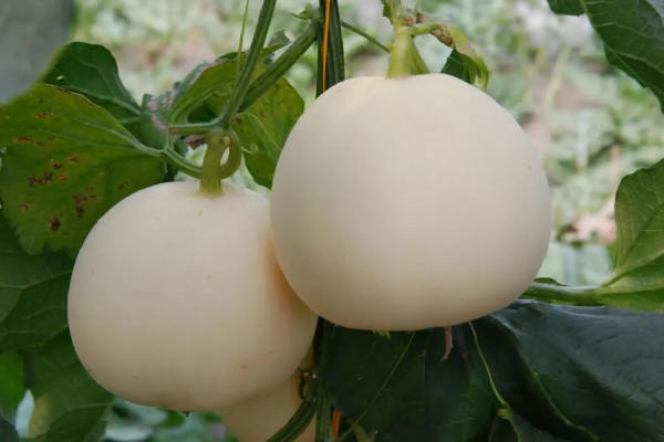 香瓜多少錢一斤 香瓜幾月份成熟 香瓜多少錢一斤 香瓜幾月份成熟