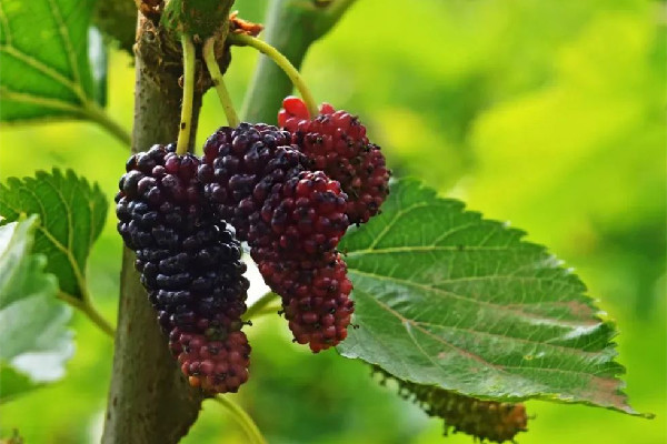 桑葚有沒有蟲子 桑葚清洗的正確方法 桑葚有沒有蟲子 桑葚清洗的正確方法