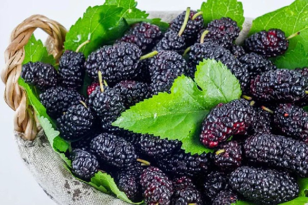 桑葚可以補腎壯陽嗎 桑葚怎么吃效果最好 桑葚可以補腎壯陽嗎 桑葚怎么吃效果最好