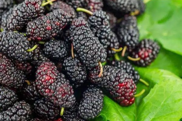 桑葚酒和葡萄酒哪個(gè)好 桑葚酒和葡萄酒的區(qū)別 桑葚酒和葡萄酒哪個(gè)好 桑葚酒和葡萄酒的區(qū)別