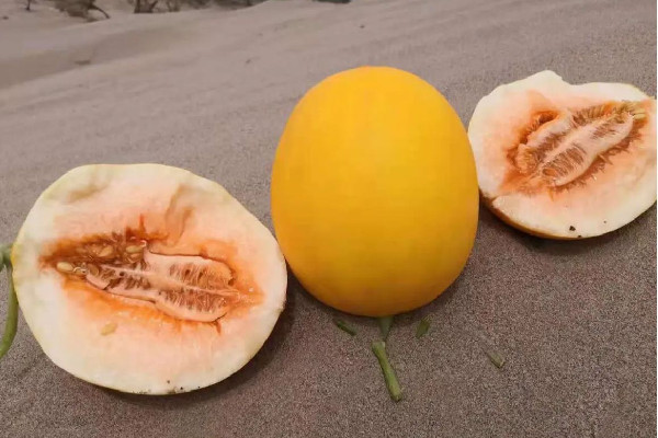 香瓜多少錢一斤 香瓜幾月份成熟 香瓜多少錢一斤 香瓜幾月份成熟