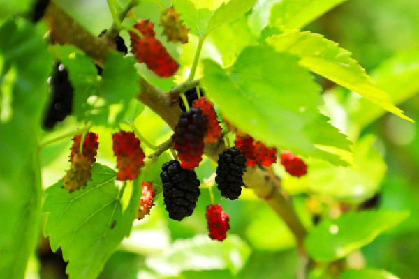 桑葚可以補腎壯陽嗎 桑葚怎么吃效果最好 桑葚可以補腎壯陽嗎 桑葚怎么吃效果最好