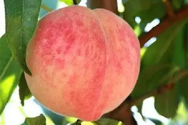 桃子多少錢一斤 桃子幾月份成熟 桃子多少錢一斤 桃子幾月份成熟