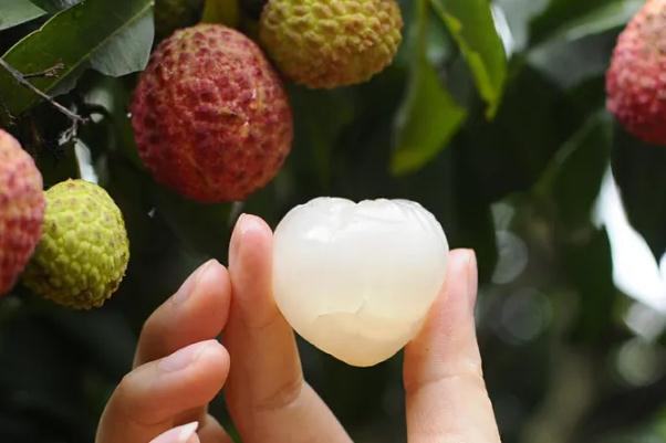 妃子笑荔枝有點(diǎn)酸澀 妃子笑荔枝有什么營(yíng)養(yǎng)