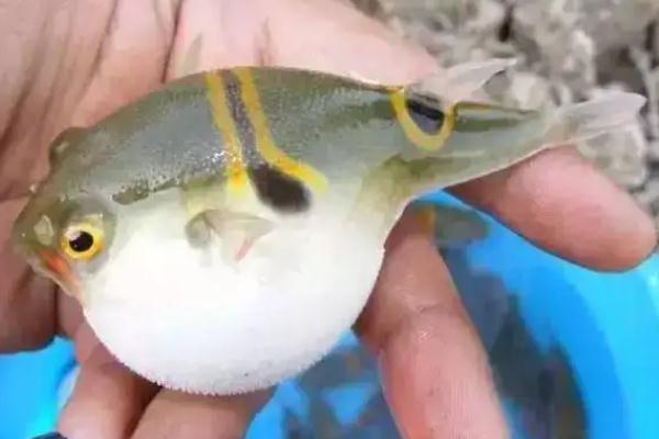 河豚中毒有解藥嗎 河豚中毒有多可怕 河豚中毒有解藥嗎 河豚中毒有多可怕