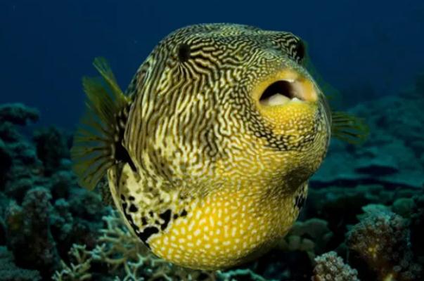 河豚中毒有解藥嗎 河豚中毒有多可怕 河豚中毒有解藥嗎 河豚中毒有多可怕