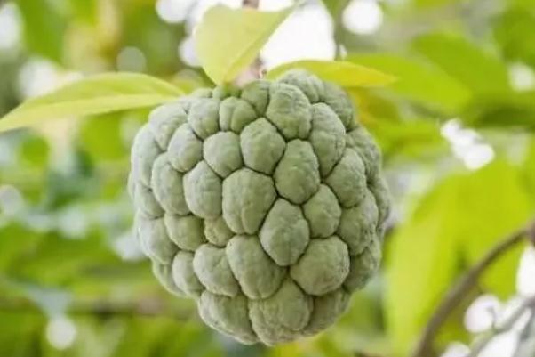 番荔枝孕婦可以吃嗎 番荔枝是哪里的特產(chǎn) 番荔枝孕婦可以吃嗎 番荔枝是哪里的特產(chǎn)