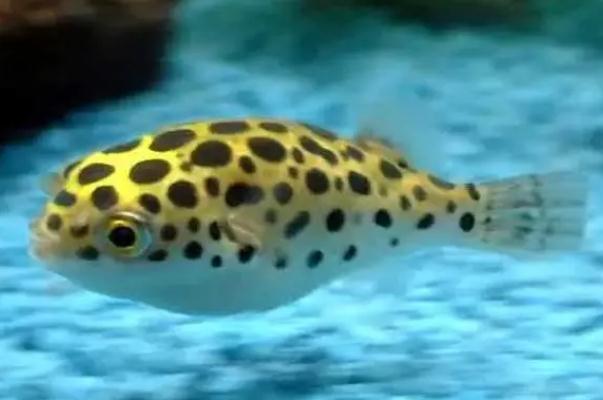 河豚中毒有解藥嗎 河豚中毒有多可怕 河豚中毒有解藥嗎 河豚中毒有多可怕