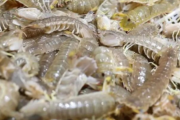 皮皮蝦買大的好還是小的好 皮皮蝦怎么辨別公母 皮皮蝦買大的好還是小的好 皮皮蝦怎么辨別公母