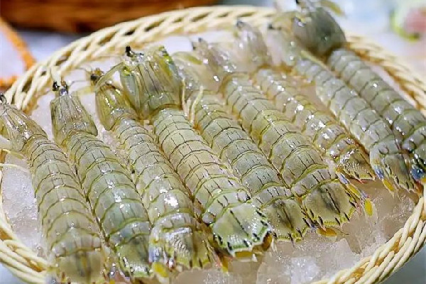 皮皮蝦的價格大概多少錢一斤 皮皮蝦什么時候最肥最好吃 皮皮蝦的價格大概多少錢一斤 皮皮蝦什么時候最肥最好吃