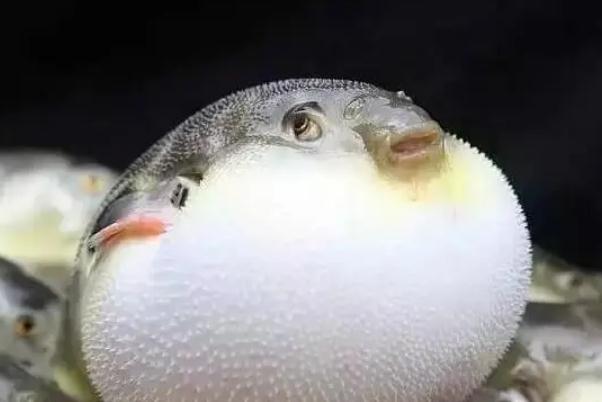 河豚中毒的特點(diǎn)是什么 河豚中毒是什么原因 河豚中毒的特點(diǎn)是什么 河豚中毒是什么原因