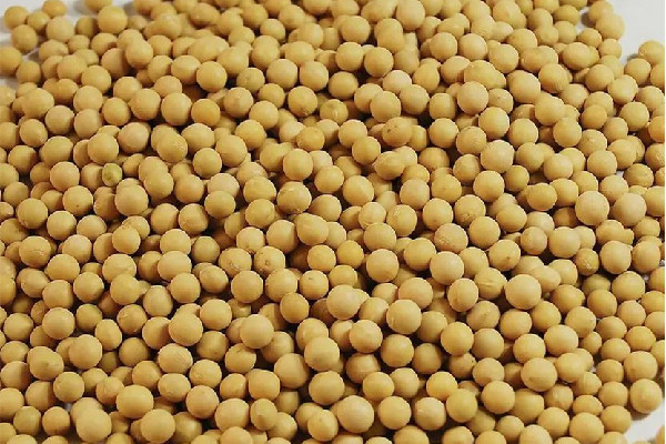 黃豆是毛豆變來(lái)的嗎 黃豆和大豆有什么區(qū)別