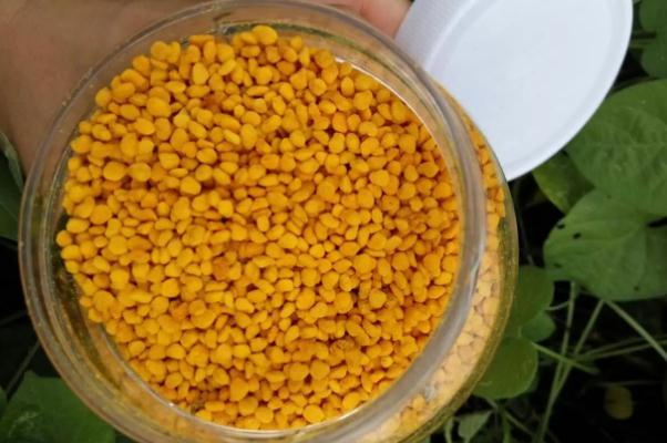 荷花粉孕婦可以吃嗎 荷花粉可以長(zhǎng)期吃嗎 荷花粉孕婦可以吃嗎 荷花粉可以長(zhǎng)期吃嗎