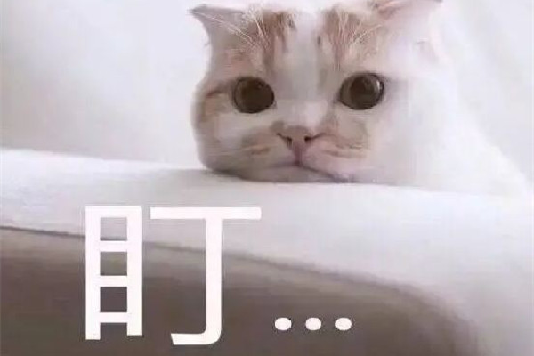 膠泥什么梗 膠泥是什么 膠泥什么梗 膠泥是什么