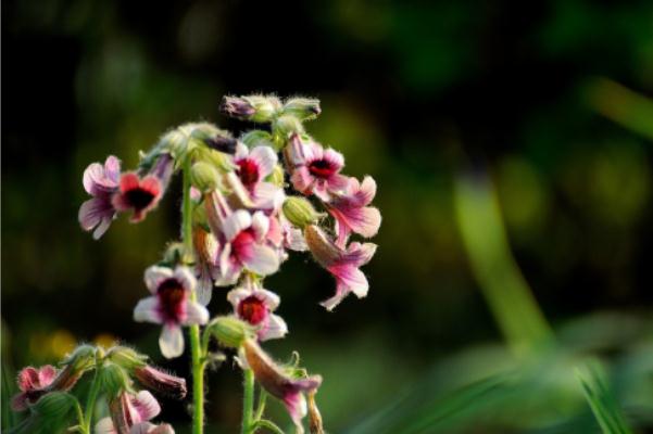 地黃會(huì)升高血壓嗎 地黃會(huì)影響月經(jīng)嗎 地黃會(huì)升高血壓嗎 地黃會(huì)影響月經(jīng)嗎
