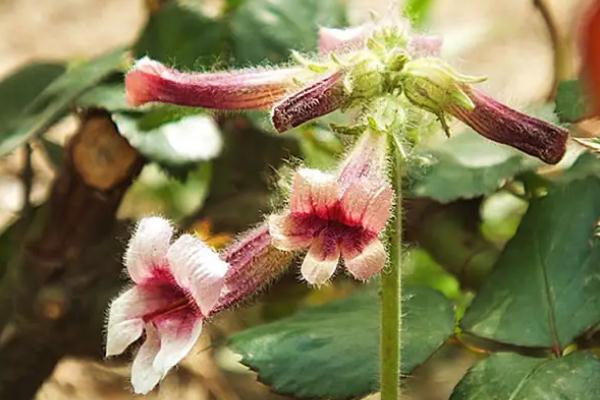 地黃會(huì)升高血壓嗎 地黃會(huì)影響月經(jīng)嗎 地黃會(huì)升高血壓嗎 地黃會(huì)影響月經(jīng)嗎