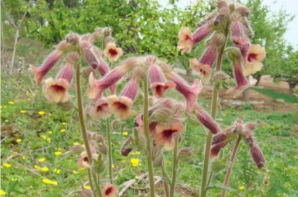 地黃的食用方法 地黃的花可以吃嗎 地黃的食用方法 地黃的花可以吃嗎