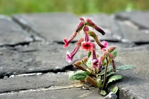 地黃的食用方法 地黃的花可以吃嗎 地黃的食用方法 地黃的花可以吃嗎